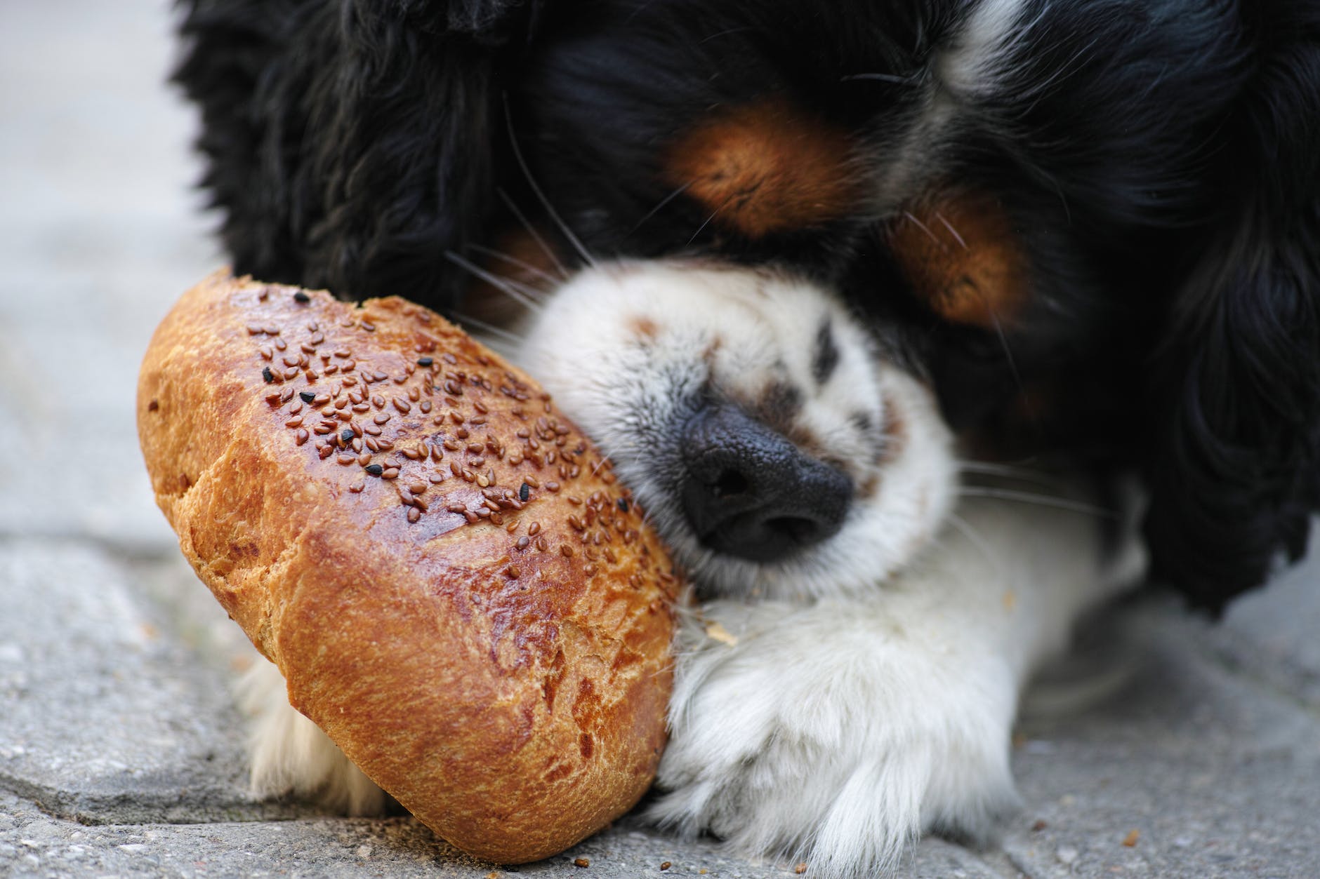 tricolor cavalier king charles spaniel puppy eating bread