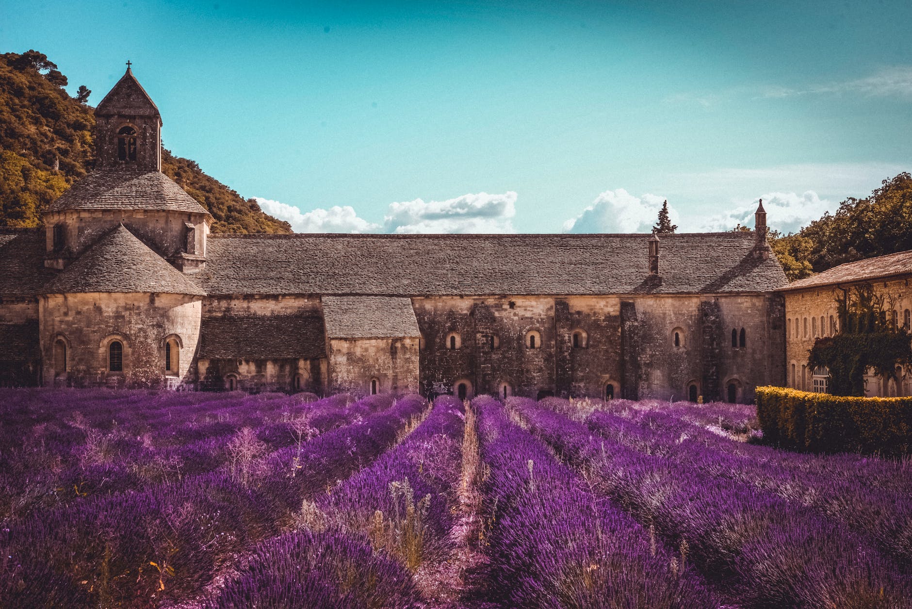 medieval abbey with purple lavender field